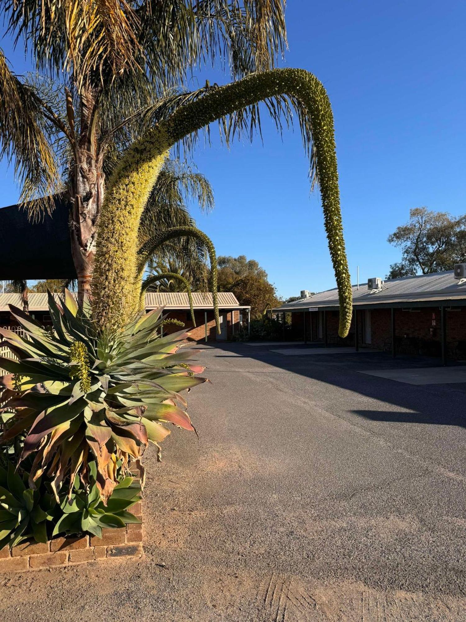Tooleybuc Motel Kültér fotó